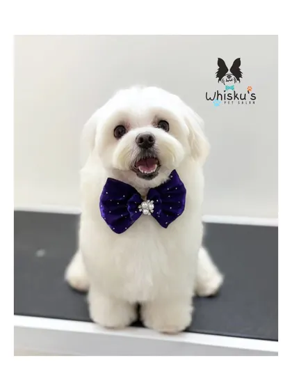 This Maltese is looking elegant with a deep purple bow. The contrast against her white fur is just beautiful.