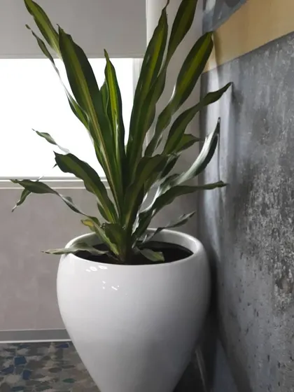 A Dracaena plant in a tall, white teardrop-shaped planter, elegantly filling a narrow corner with greenery.