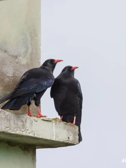 A clear portrait of a pair of Red-billed Choughs. On our Himalayan tours, we explore remote areas like this to find such specialized high-altitude species.