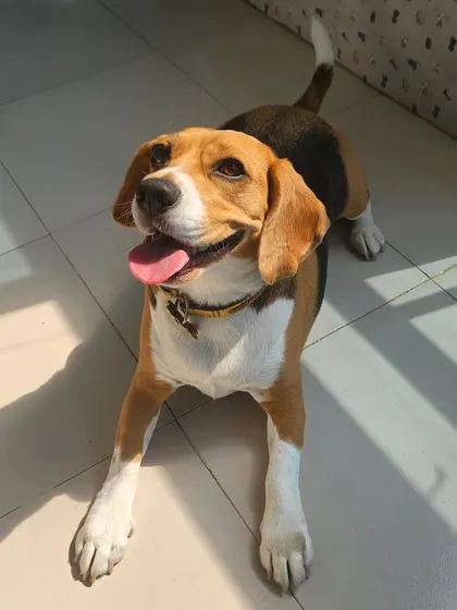 This happy Beagle is enjoying a sunny spot on the floor. It's the simple moments of joy that make this job so special.