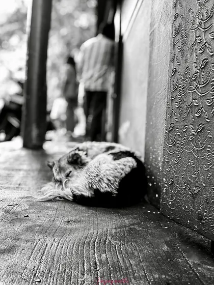 A wider angle of the sleeping street dog. The black and white edit gives the scene a classic, documentary feel.
