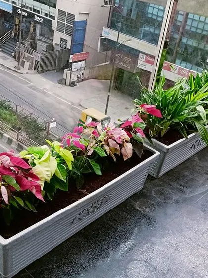 This is a duplicate of image 59. A closer look at the planter arrangement at Meena Regalia. The mix of pink and green foliage plants adds a pop of color against the urban backdrop, creating a serene oasis that captivates the senses.
