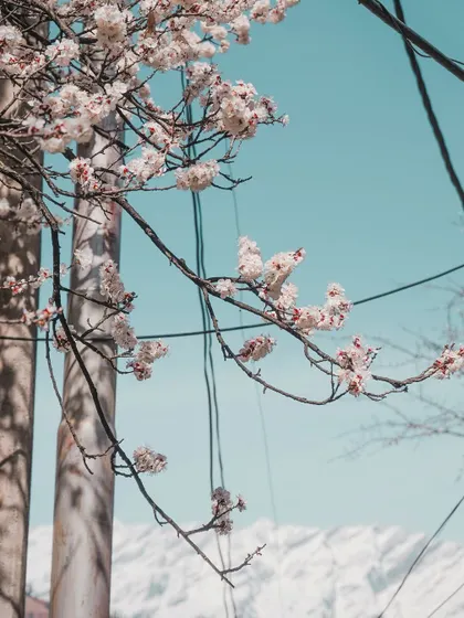 Cherry blossoms framing the snow-capped peaks in the distance. This scene in Himachal felt like a little piece of Japan, a beautiful and unexpected fusion of landscapes.