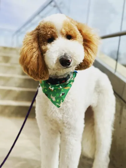 Poppy the doodle, looking proud and self-assured. Her transformation from a nervous pup to a confident dog is what it's all about.