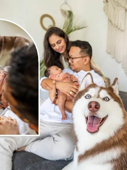 The whole family together. This shot from Aspen's newborn session shows the proud parents with their baby and their ever-watchful Husky. The happiness and love in this frame are palpable.