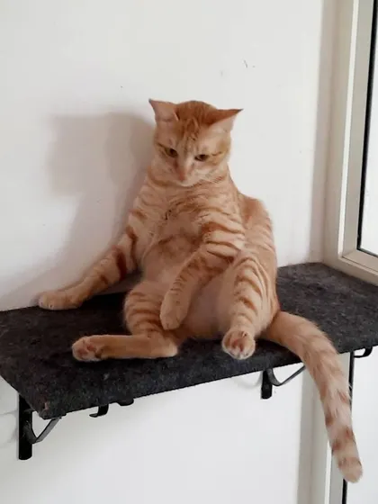 This cat has the right idea for a lazy afternoon. Our multi-level suites provide the perfect perches for watching the world go by or contemplating what snacks to order.