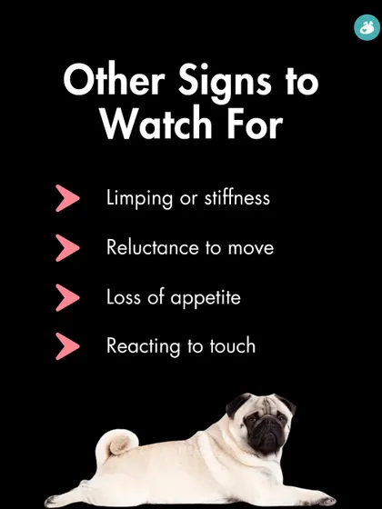 Besides changes in splooting, watch for other signs like limping, reluctance to move, or loss of appetite, as these could indicate a health problem.