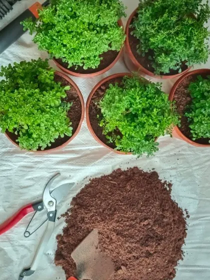 For those who enjoy the art of bonsai, I offer these Table Kamini starter plants. This image shows everything you need to begin your journey: healthy plants, my custom soil mix, and the basic tools. These slow-growing plants are a joy to shape and style into your own miniature forest.