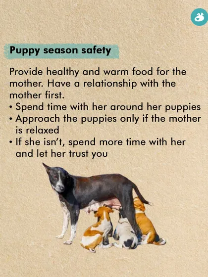 Puppy season requires extra care and caution. This guide explains how to safely interact with a mother dog and her pups by building a relationship with the mother first and approaching only when she is relaxed.