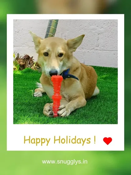 An Indie dog enjoying a chew toy on the lawn. Supervised playtime means every dog can safely enjoy their favorite activities.