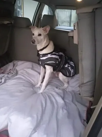 Your pet's comfort is always my top priority. This indie dog is enjoying his cozy bed setup for the night journey.