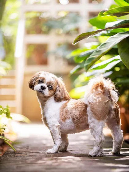 The classic "look back at it" pose! This adorable Shih Tzu, whom I call Simran, knows exactly how to work the camera. A perfect shot from a sunny day in the garden.