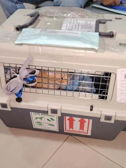 Snowy's crate, seen from the outside, with all the necessary "Live Animal" stickers and paperwork attached. These details are crucial for smooth handling by the airline.