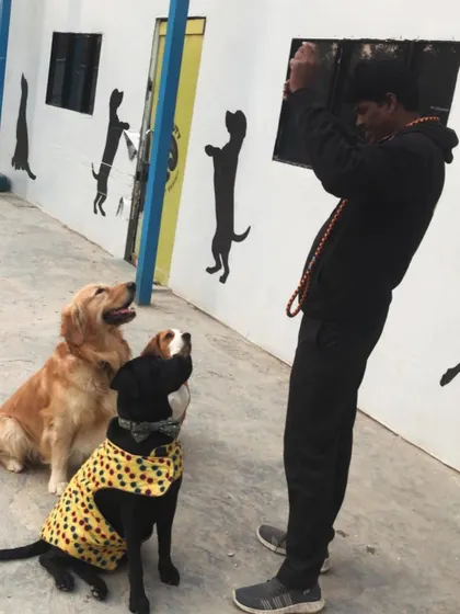 The magic of treats. A snapshot of a training session where everyone is paying close attention to the treat master.