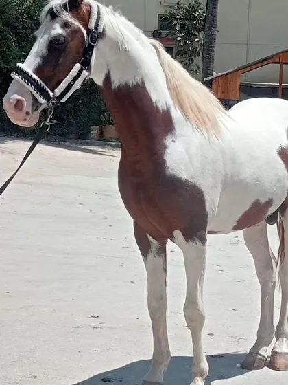 Introducing our new Kathiyawadi stallion. This magnificent paint horse stands at 59 inches and has a striking 'Lal Ablak' coat, a proud addition to our collection.