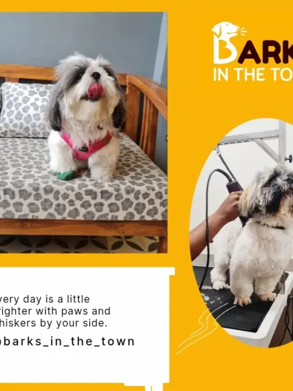 The transformation that a professional grooming session can make. On the right, a Shih Tzu gets a stylish trim on our sanitized grooming table, and on the left, you can see the happy, bright result.