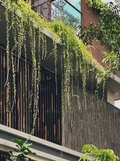 Cascading creepers on the facade of the Bangalore house. This vertical garden is a key element of the biophilic design, adding life to the building's exterior and improving air quality.