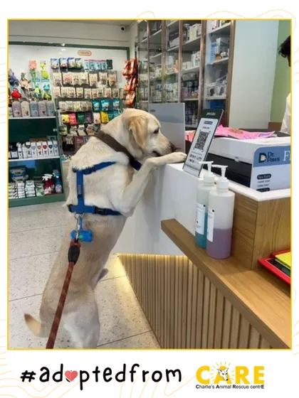 Rory, out and about, confidently "shopping" at a pet store. He has come such a long way from the scared dog we first met.