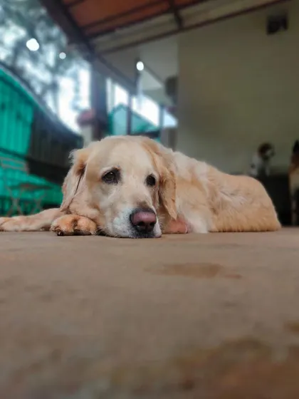 A close-up of a senior Golden Retriever resting peacefully. The low-angle shot highlights the calm and gentle atmosphere we cultivate.