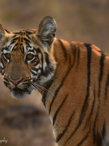 The curious gaze of Veera's female cub in Tadoba. Each tiger has a unique look and personality, which I love to capture.