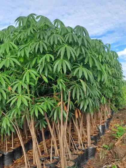 A large stock of Cassava plants, known for their interesting foliage and edible roots.