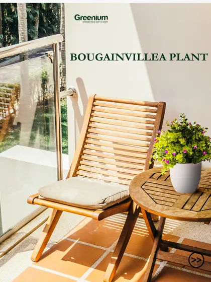 For a splash of color, I recommend the Bougainvillea plant. It thrives in the sun and produces vibrant blooms that can brighten up any balcony or outdoor area.