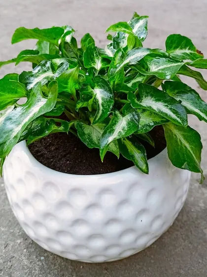 The Arrowhead Plant (Syngonium podophyllum) is a versatile and easy-to-grow houseplant. Its distinct arrow-shaped leaves with white variegation add a decorative touch to any room.