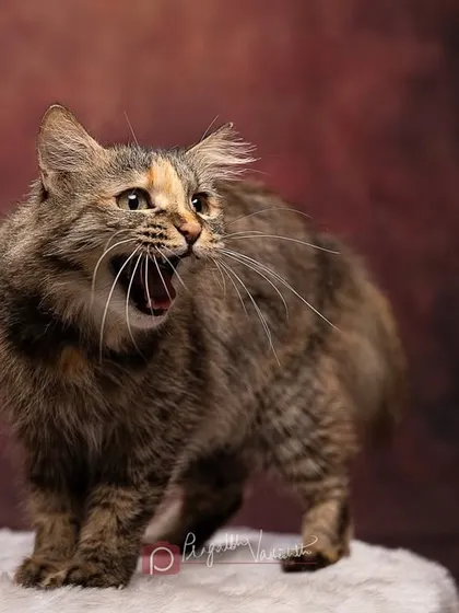 A big yawn or a mighty roar? This fluffy cat is full of dramatic expressions, making for a very entertaining studio session.