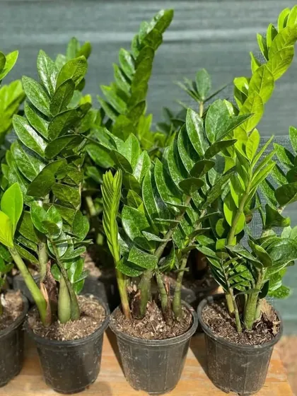 Another look at a batch of healthy ZZ plants, showing their strong tuberous roots from which new shoots emerge.