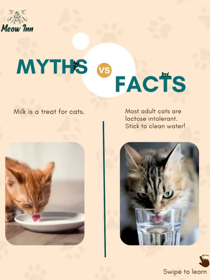 Myth vs. Fact: Is milk a good treat for cats? This graphic explains why water is the best choice for hydration, as most adult cats are lactose intolerant.