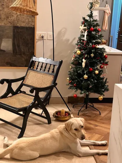Happy, a sweet Labrador, is home. Here she is, calm and content, enjoying her first Christmas season with her new family.