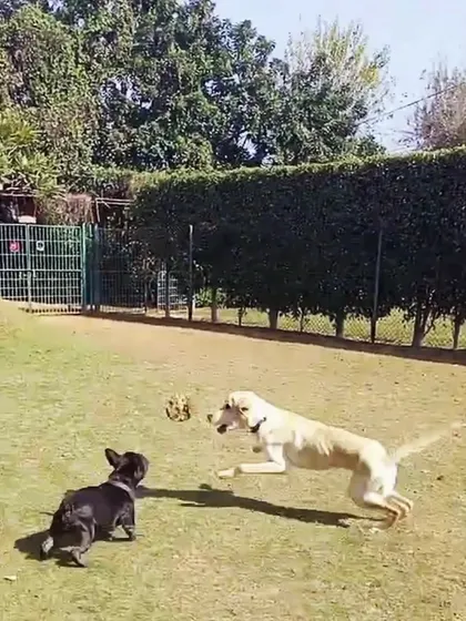 An action shot of a Labrador leaping for a toy. Moments like these, full of energy and joy, are what our off-leash playground is all about.