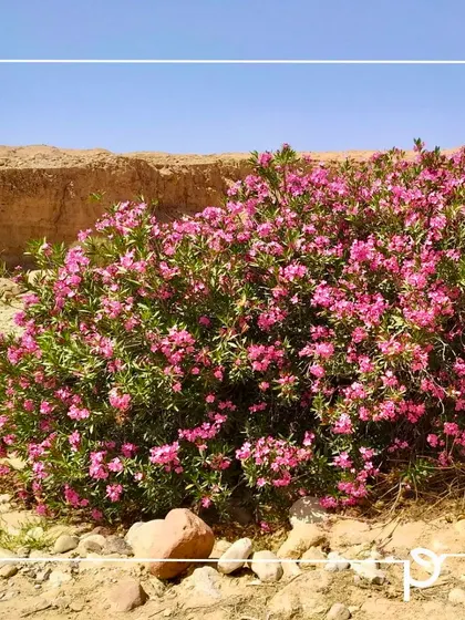 A Kaner (Oleander) bush thriving in a dry, arid landscape. This demonstrates the plant's incredible drought resistance, making it ideal for water-efficient landscaping and roadside planting.