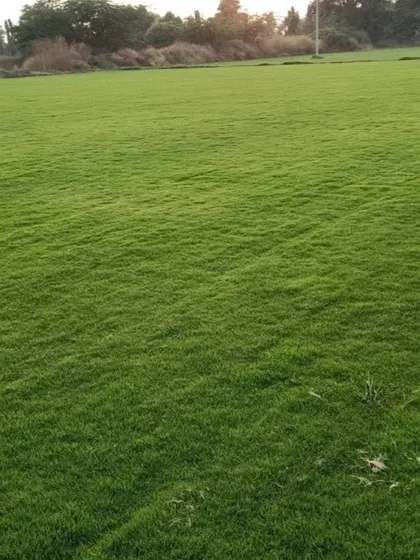 A close-up of a lush, green lawn. This is the quality of natural grass I have been supplying to my customers in Delhi since 2001.