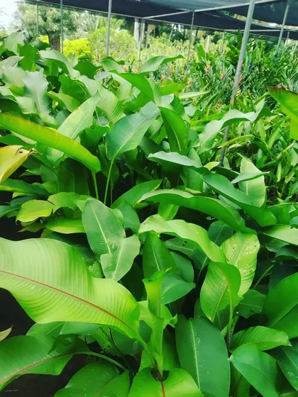 A nursery full of Heliconia plants. These tropical plants are known for their large leaves and exotic, brightly colored bracts that resemble lobster claws.