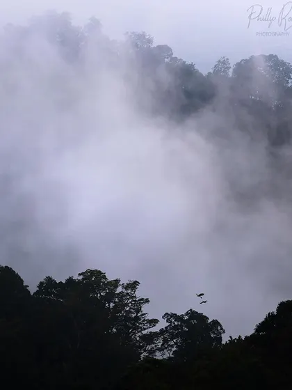 Two hornbills fly through a misty valley, dwarfed by the immense scale of the Anaimalai Tiger Reserve.