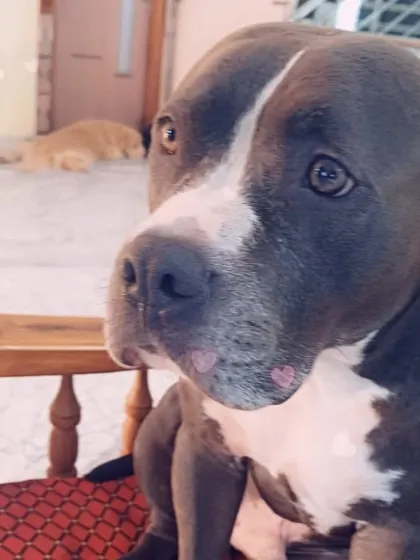 A sweet Pitbull, looking at you with so much love. They are wonderful family dogs.