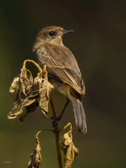 A female Pied Bushchat perched on a dried plant, looking over its shoulder. The soft morning light beautifully illuminates its subtle brown plumage.