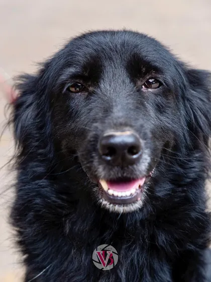 A happy, smiling portrait of Zorro. His gentle nature shines through in this simple, beautiful shot from his at-home session.