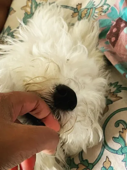 Even the smallest moments are special, like gently petting Snowy while he rests. We understand the need for quiet affection and provide dog separation anxiety support.