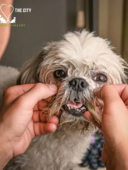 Our blueberry facial is a gentle, tearless treatment that helps reduce tear stains and brighten your pet's face. Plus, it smells delicious!