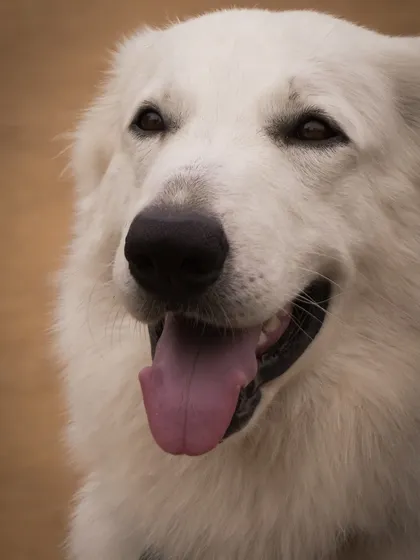 A portrait of one of our beautiful white-coated dogs, relaxed and happy in the park environment.