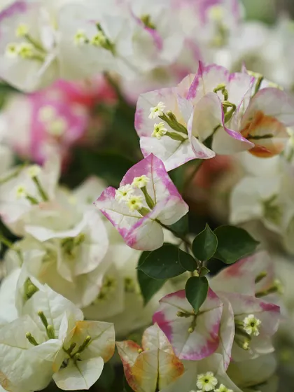 A beautiful bi-color Bougainvillea with white bracts tipped in pink. This variety offers a unique and delicate look compared to its solid-colored relatives.