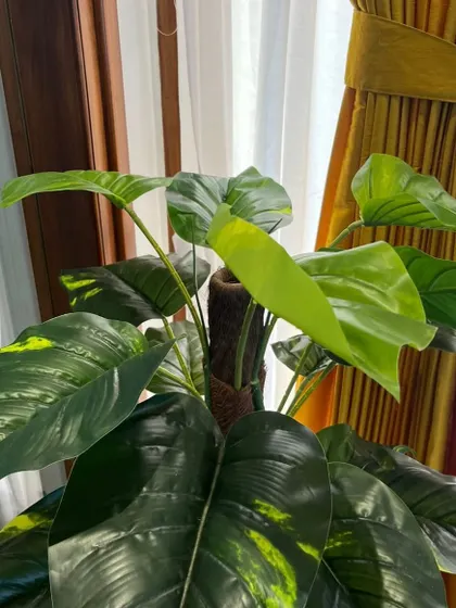 A close-up of our new collection of artificial plants. The realistic details on the leaves of this Monstera make it hard to tell it's not real. Perfect for adding a tropical touch to any room.