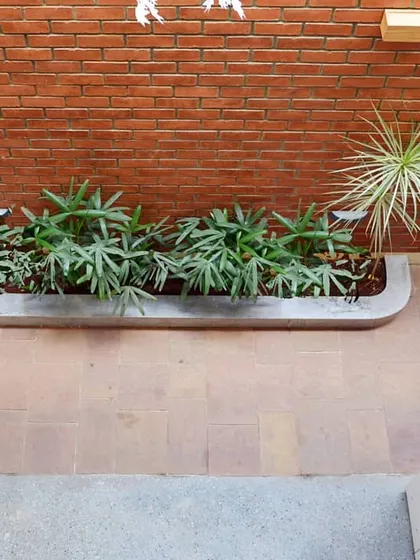 An overhead view of the planter bed in the internal courtyard. This small patch of green is vital for creating a refreshing micro-climate within the home.