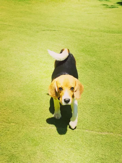 Even a simple walk around the yard is an adventure. This curious little beagle is exploring the grounds, safe and secure within our fenced play area.