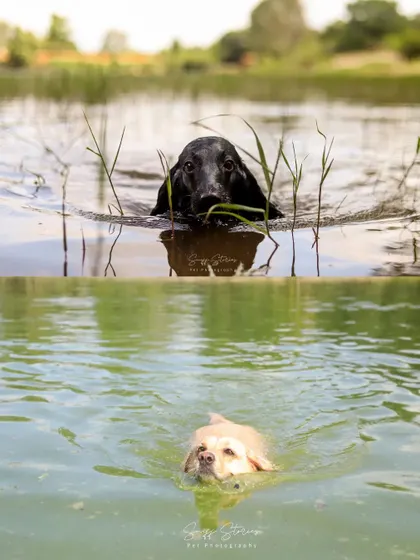 Two dogs enjoying a swim. The top frame shows a black dog peeking through the reeds, while the bottom shows a yellow Labrador swimming in green water.