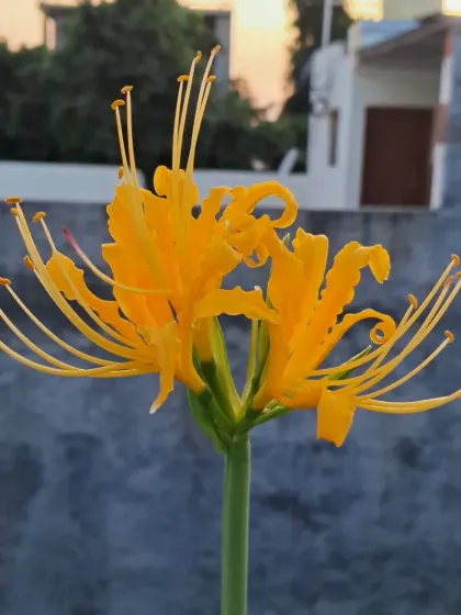 A Spider Lily against the evening sky.