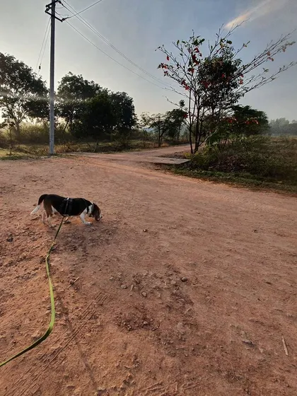 This is what true wellness looks like. For dogs, especially rescues who have known confinement, the freedom to explore on a long, loose leash is transformative. I help you learn how to provide these crucial sniffing and decompression walks safely, which is fundamental for their mental health.
