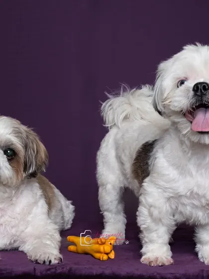 A perfect studio portrait of two Shih Tzus, Sushi and Shiro, showing their different personalities.